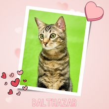 Load image into Gallery viewer, 2024 Send A Cat A Valentine - $10
