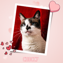 Load image into Gallery viewer, 2024 Send A Cat A Valentine - $20
