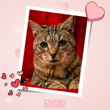 Load image into Gallery viewer, 2024 Send A Cat A Valentine - $10
