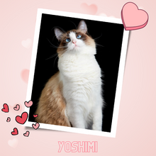 Load image into Gallery viewer, 2024 Send A Cat A Valentine - $5
